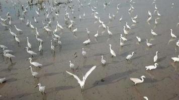 Flock of egret birds at paddy field at Penang, Malaysia. video