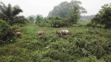 mosca aérea hacia los búfalos de agua caminan en el arbusto verde en penang, malasia. video