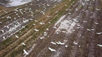 vista aérea bando de pássaros garças voam juntos no arrozal