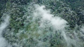 vista aérea sobre el bosque cubierto de musgo en la colina de penang, malasia.