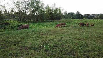 luchtfoto groep gedomesticeerde koeien die gras grazen, video