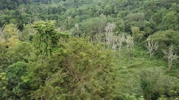 vista aérea árboles secos sin hojas en arbusto verde. video