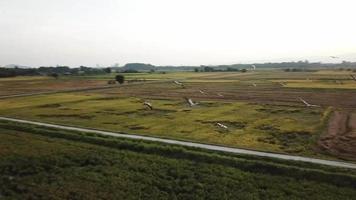 seguimiento aéreo mosca asiática de pico abierto en el campo de arroz en kubang semang, penang. video