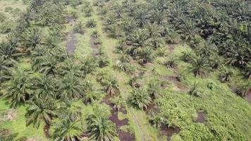 rotación aérea descendiendo de las verdes palmeras de aceite jóvenes. video