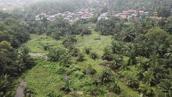 vista aérea vuela sobre las palmeras de aceite dispersas hacia malays kampung. video