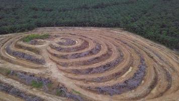 vista aérea de palmeras de aceite muertas en una pequeña colina en malasia.