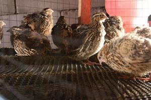 codornices y huevos en una jaula en una granja foto