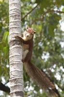 Squirrel on tree photo