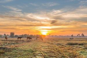 The cows are eating grass for pleasure in the fields at sunrise morning and the beautiful sky. photo