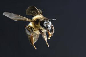 una abeja volando aislada sobre fondo negro foto