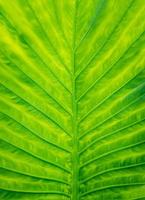 Closeup beautiful Natural green leaf llight background photo