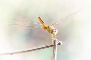 close up a Dragonfly on a branch photo