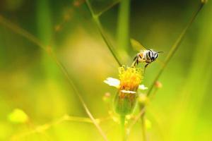 una abeja volando hacia la hermosa flor foto