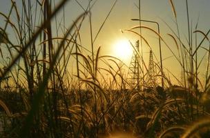 Close up flower grass and sunrise background in the construction site photo