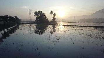 Aerial fly toward coconut island in early morning. Asian openbill bird fly over video