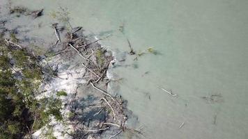 vista aerea albero di mangrovie nudo a tanjung piandang, perak. video