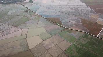 Aerial view rice paddy field flooded. video