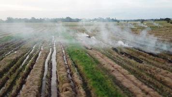 campo de arroz de arroz abierto aéreo ardiendo en malasia, sudeste de asia. video