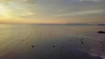 spostati sugli alberi secchi vicino alla costa durante l'ora del tramonto. video