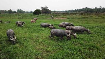 grupo de búfalos caminan y pastan hierba en tierras de cultivo. video