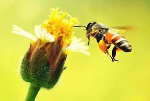 una abeja volando hacia la hermosa flor foto