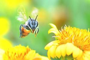 una abeja volando hacia la hermosa flor foto