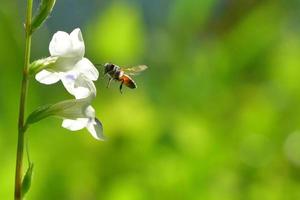 a Bee flying to the beautiful flower photo