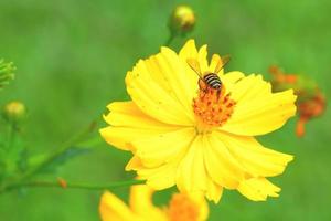 una abeja volando hacia la hermosa flor foto