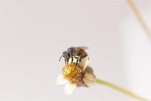 a Bee perched on the beautiful flower photo