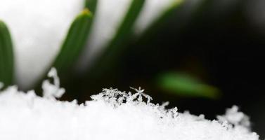 Snow crystals on shrub in winter Panorama photo