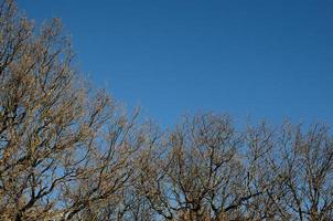 árboles desnudos en invierno y cielo foto
