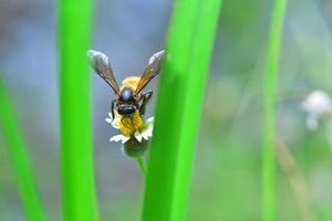 una abeja posada en la hermosa flor foto