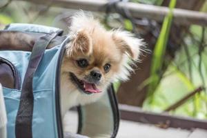 Cute puppy Pomeranian Mixed breed Pekingese dog in a bag with happiness photo