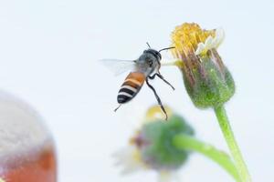 a bee Flying Isolated on white background photo