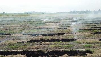 bruciando i rifiuti agricoli secchi della risaia in malesia, sud-est asiatico. video