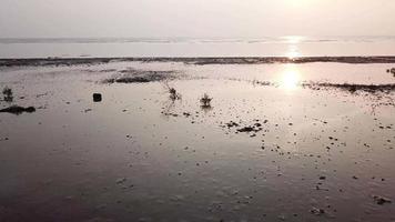 glissant sur l'arbre de mangrove à marée basse pendant le coucher du soleil à kuala muda, kedah. video