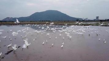 Crane bird prepare to fly in cloudy morning at paddy field. video