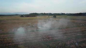 Das geerntete Reisfeld wird auf freiem Feld in Malaysia, Südostasien, verbrannt. video