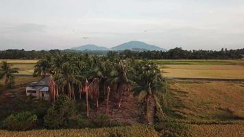 volo aereo verso openbill asiatico soggiorno presso alberi di cocco. video