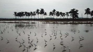 Flock of egrets in water with background coconut tree and electric cable. video