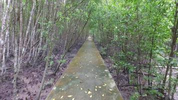 mova-se no caminho na floresta de árvores de mangue em kuala selangor. video