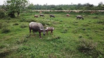 Buffalo and calf grazing grass at green field at Penang, Malaysia. video