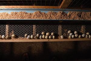 codornices y huevos en una jaula en una granja foto