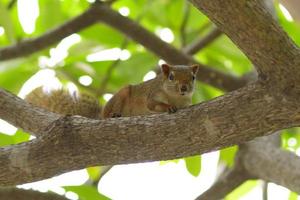 Squirrel on branch photo