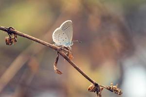 butterfly perched on the on a branch photo