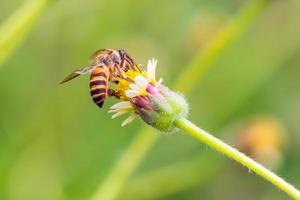 a Bee perched on the beautiful flower photo