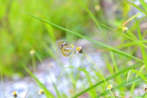 una mariposa posada en la hermosa flor foto