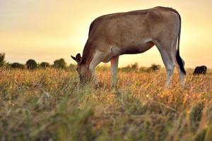 las vacas paradas en los campos al amanecer y el hermoso cielo foto