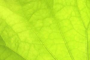 Close-up of a lotus green leaf beautiful texture background photo