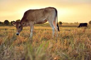 The cows Standing in the fields at sunrise and the beautiful sky photo